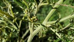 Dasineura rubiformis