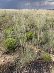 Sporobolus contractus