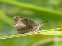 Libythea laius