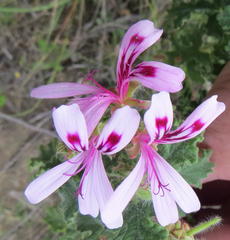 Pelargonium panduriforme