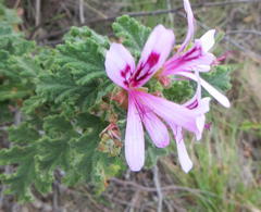 Pelargonium panduriforme