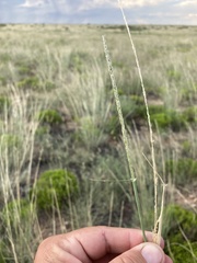 Sporobolus contractus