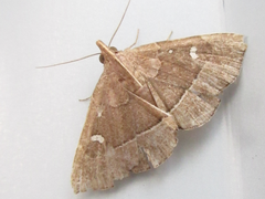 Cidariplura gladiata
