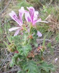 Pelargonium panduriforme