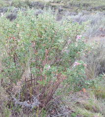 Pelargonium panduriforme