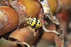 Psyllobora variegata