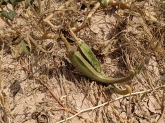 Proboscidea althaeifolia