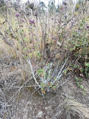 Aloysia macrostachya