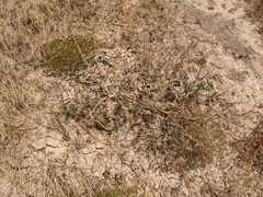 Proboscidea althaeifolia