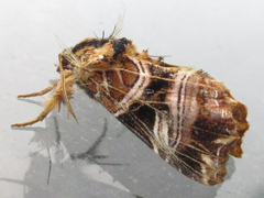 Callopistria repleta