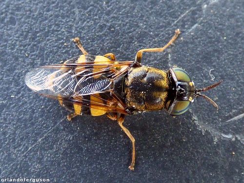Odontomyia annulata · iNaturalist
