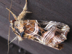 Callopistria repleta
