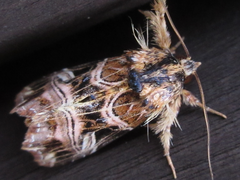 Callopistria repleta