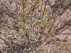 Psorothamnus arborescens minutifolius