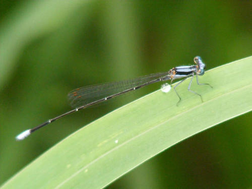 Common Threadtail photo 4