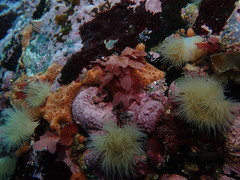 Pseudophycodrys phyllophora