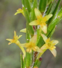 Struthiola parviflora