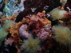Pseudophycodrys phyllophora