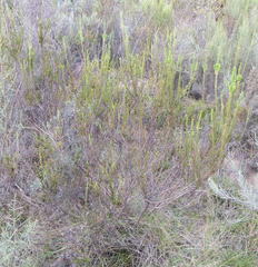 Struthiola parviflora