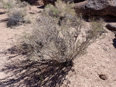 Psorothamnus arborescens minutifolius