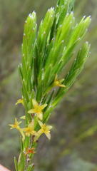 Struthiola parviflora