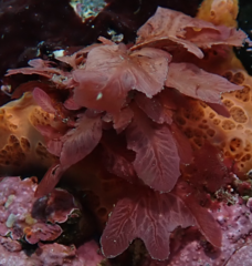 Pseudophycodrys phyllophora