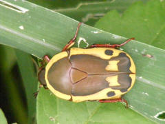 Pachnodella impressa