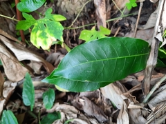 Acronychia pedunculata