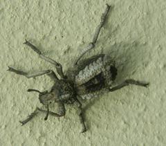 Brachycerus tauriculus