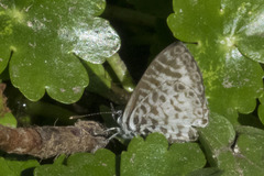 Leptotes cassius cassius