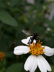 Frieseomelitta paupera