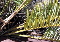 Encephalartos lanatus