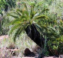 Encephalartos lanatus