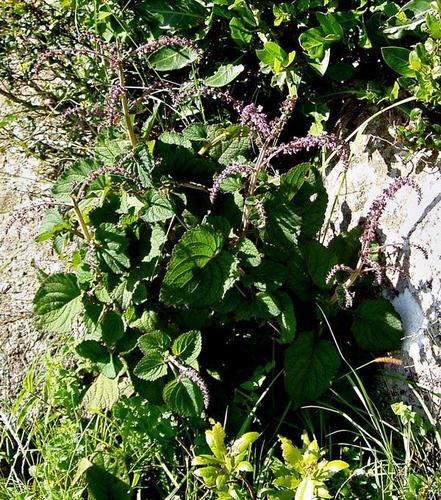 Plectranthus rubropunctatus image