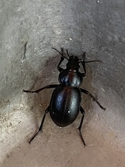 Calosoma laeve