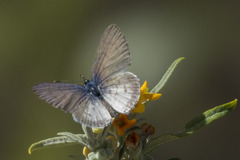 Leptotes cassius cassius