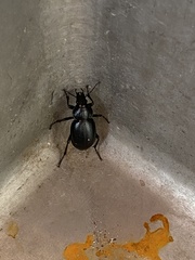Calosoma laeve