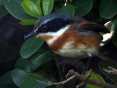 Batis capensis capensis