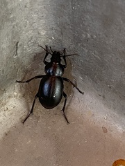 Calosoma laeve