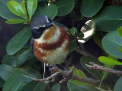 Batis capensis capensis