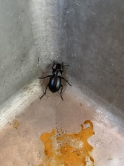 Calosoma laeve