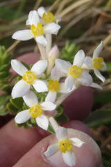 Gnidia tomentosa
