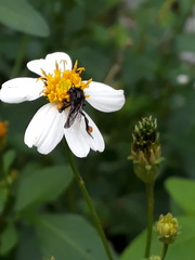 Frieseomelitta paupera