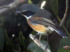 Batis capensis capensis