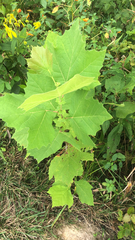 Platanus occidentalis