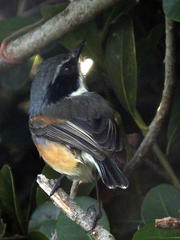 Batis capensis capensis