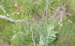 Alepidea