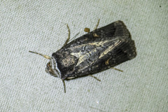 Proteuxoa restituta