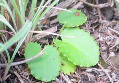Alepidea