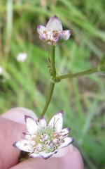 Alepidea
